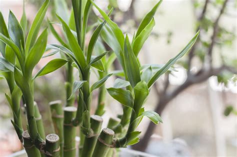 發財樹開花 風水|招財運｜必知家居偏財運佈局擺法：發財樹風水＋招財 